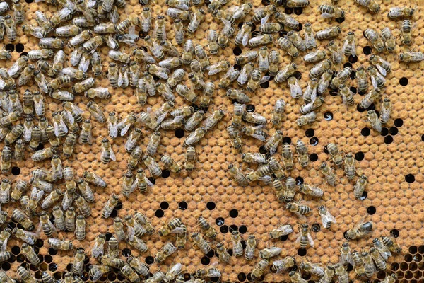 Bees Broods. Abejas trabajadoras en panal en Apiario . —  Fotos de Stock