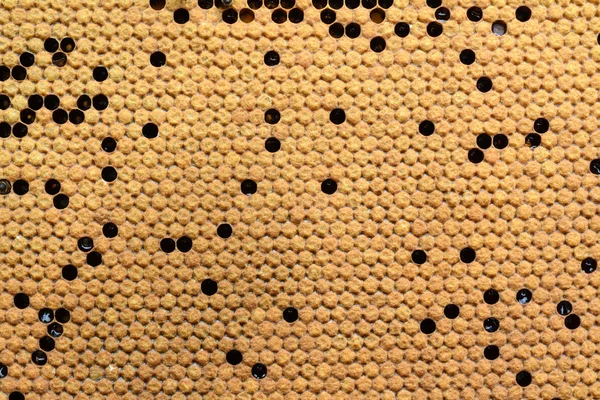 Méhek költések a kaptárban. Háttér textúra. — Stock Fotó