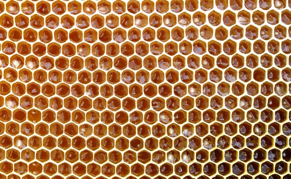 Фоновая текстура и рисунок части восковой соты из пчелиного улья, наполненного золотым медом в полном кадре. Лицензионные Стоковые Изображения