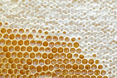 Tam kare görünümü'nde altın bal ile dolu bir arı kovanı dan petek. Arka plan doku.