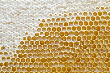 Tam kare görünümü'nde altın bal ile dolu bir arı kovanı dan petek. Arka plan doku.
