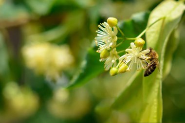 Bahçede güneşli bir günde açan ıhlamur çiçeklerinde bal arısı. Bitkiler böceklerle çürür..