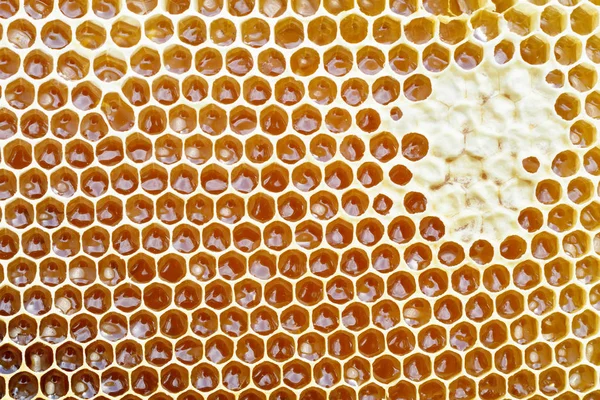 Favo de mel de uma colmeia de abelhas cheia de mel dourado em uma visão de quadro completo. Textura de fundo . — Fotografia de Stock