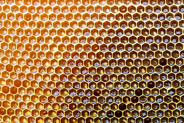 Honingraat van een bee hive gevuld met gouden honing in een weergave van de full frame. Achtergrondstructuur. — Stockfoto