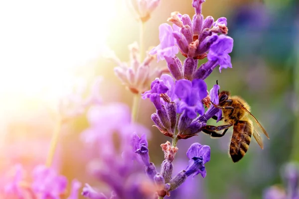 The bee pollinates the lavender flowers. Plant decay with insects. — Stock Photo, Image