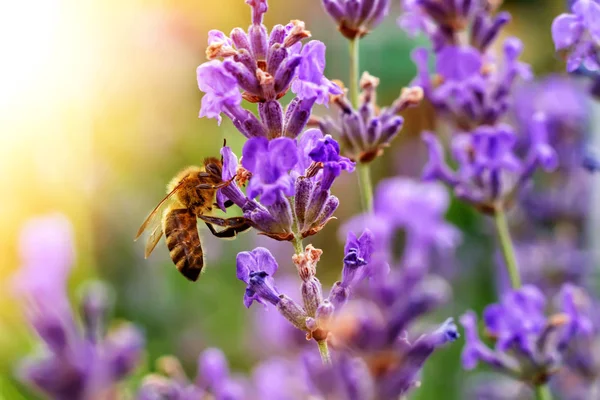 Pszczoła zapyla kwiaty lawendy. Rozkład roślin z owadami. — Zdjęcie stockowe