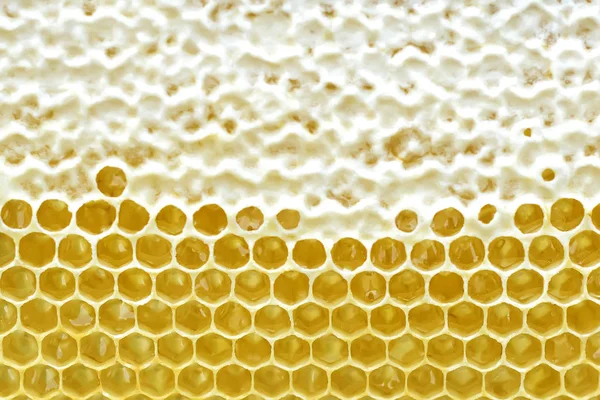 Favo de mel de uma colmeia de abelhas cheia de mel dourado em uma visão de quadro completo. Textura de fundo . — Fotografia de Stock