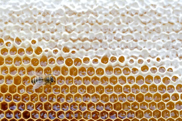 Honeycomb from a bee hive filled with golden honey in a full frame view. Background texture. — Stock Photo, Image