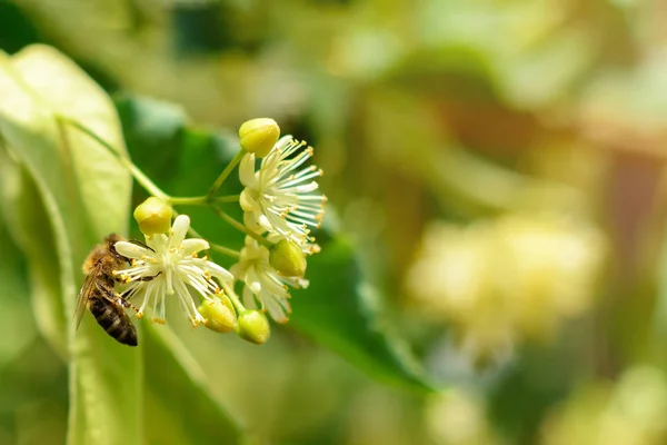 Honey bee on the blossoming linden flowers at sunny day in garden. Plant decay with insects. — Stock Photo, Image