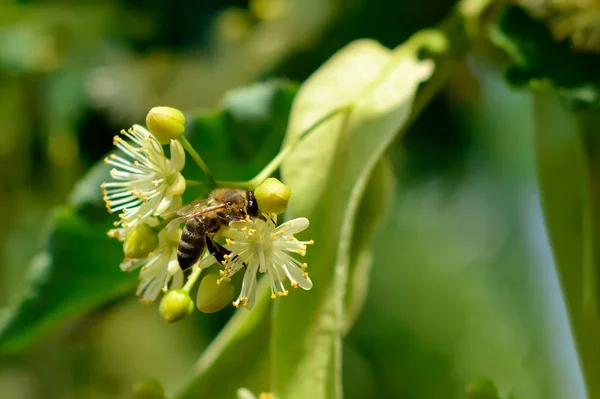 Honey bee on the blossoming linden flowers at sunny day in garden. Plant decay with insects. — Stock Photo, Image