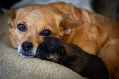 Yeni doğan yavru anne ile. Annelik içgüdüsü kavramı