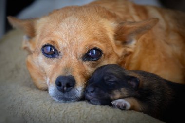 Anneden yeni doğmuş köpek yavrusu. Annelik içgüdüsü kavramı. Sokak köpekleri sorunu