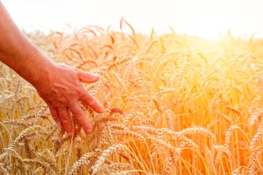 Sırtına alanındaki sivri günbatımı ışık eliyle dokundu buğday, izleyiciye olan bir adam. Tarım kavramı. Zengin kavramı hasat