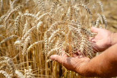 Buğday tarlasındaki tarımcı elinde olgun buğday ekmeği tutuyor. Çiftçilik kavramı