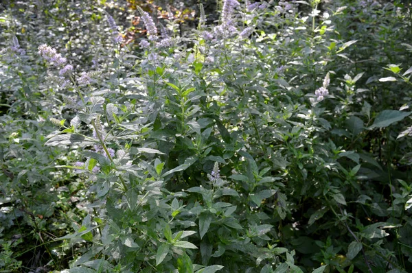 Menta Medica Fresca Della Pianta Con Fiori Viola Coltivati Nella — Foto Stock