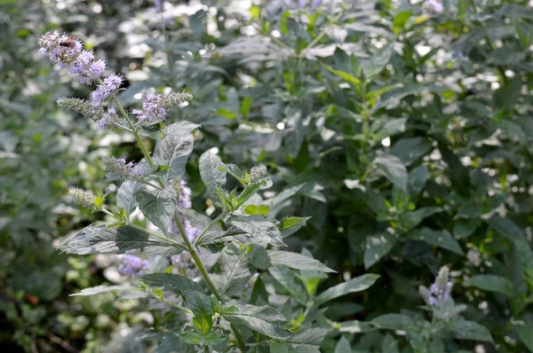 Fresh Mint Plant With Purple Flower And Bee On It. The aromatic leaves of a plant of the mint family, or an essential oil obtained from them, used as a flavoring in food. Medical herbs.