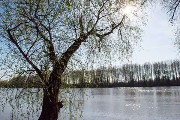 The Willow Tree On The River Bank In The Spring
