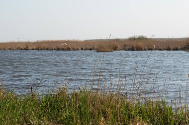 Doğa rezervi 'Nde gölde Heron