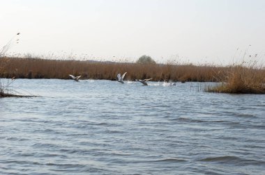 Birkaç kuş gölün yüzeyinden kaçıyorlar