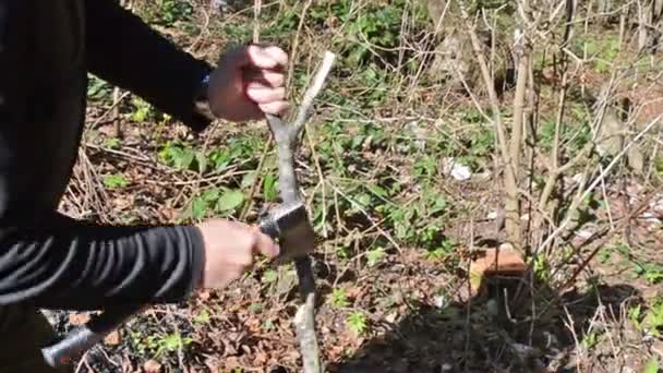 特写人的手在森林的蜂巢上用斧子刮木棍 背景中秋天的落叶 — 图库视频影像