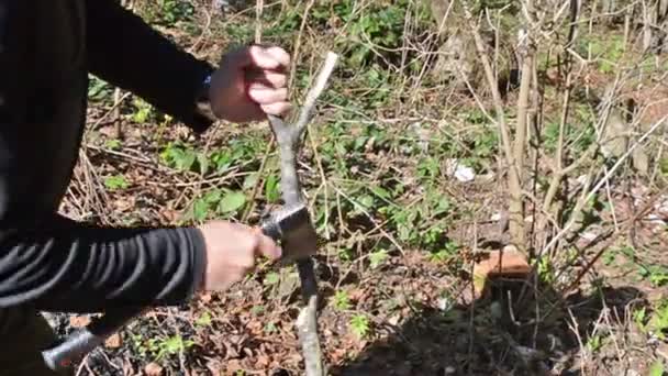 Muži Zblízka Škrábnou Dřevěnou Hůl Sekyrou Lese Špičkové Podzimní Listí — Stock video