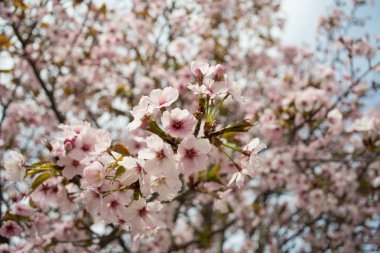 Bahar, pembe kiraz çiçekleri