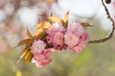 Bahar, pembe kiraz çiçekleri