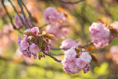 Bahar, pembe kiraz çiçekleri
