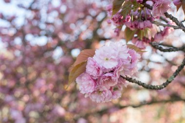 Bahar, pembe kiraz çiçekleri