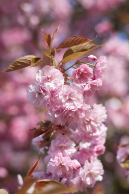 Bahar, pembe kiraz çiçekleri