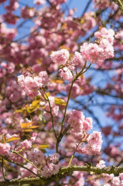 Bahar, pembe kiraz çiçekleri
