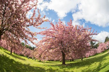 Bahar, pembe kiraz çiçekleri