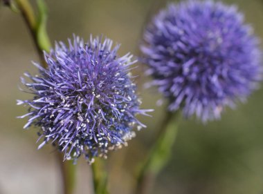 Dev soğan, Allium giganteum, güneş