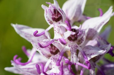 Makro çekim: Orchis militaris çiçek bir çekirge - askeri orkide. Avrupa'ya özgü bir orkide türüdür. Orchis cinsinin türüdür.. 