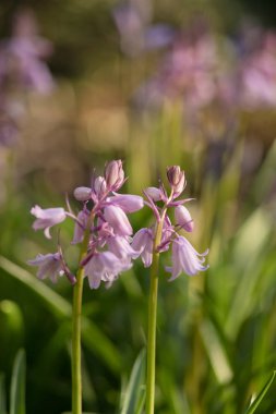 Pembe sümbül makro çekim. Hyacinthus aile Asparagaceae, alt familyaSSSS, genellikle sümbül denir soğanlı çiçekli bitkilerin küçük bir cinstir. 