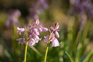 Pembe sümbül makro çekim. Hyacinthus aile Asparagaceae, alt familyaSSSS, genellikle sümbül denir soğanlı çiçekli bitkilerin küçük bir cinstir. 