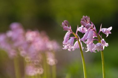 Pembe sümbül makro çekim. Hyacinthus aile Asparagaceae, alt familyaSSSS, genellikle sümbül denir soğanlı çiçekli bitkilerin küçük bir cinstir. 