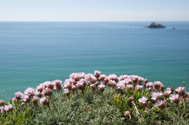 Pink flowers of the sea cliff, Camaret sur Mer, Finistere, Brittany, France clipart