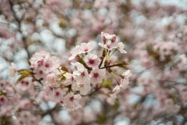 Flores Cerezo Rosa Primavera — Foto de Stock