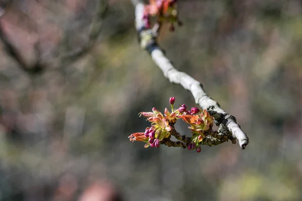 Flores Cerezo Rosa Primavera —  Fotos de Stock
