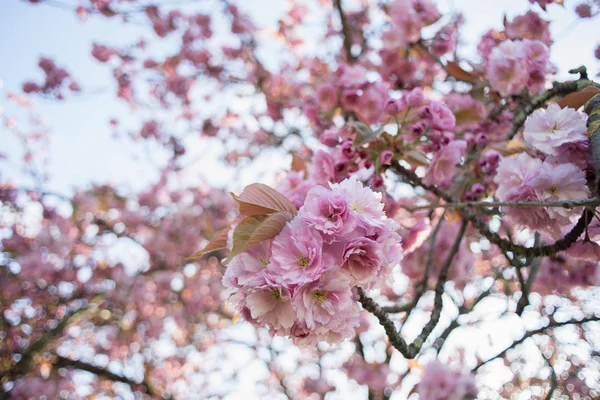 Flores Cerezo Rosa Primavera — Foto de Stock