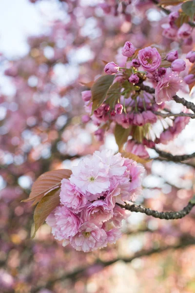 Flores Cerezo Rosa Primavera — Foto de Stock