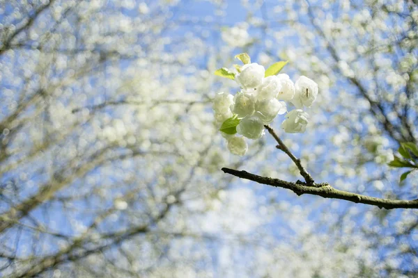 Flores Cerezo Blanco Primavera — Foto de Stock