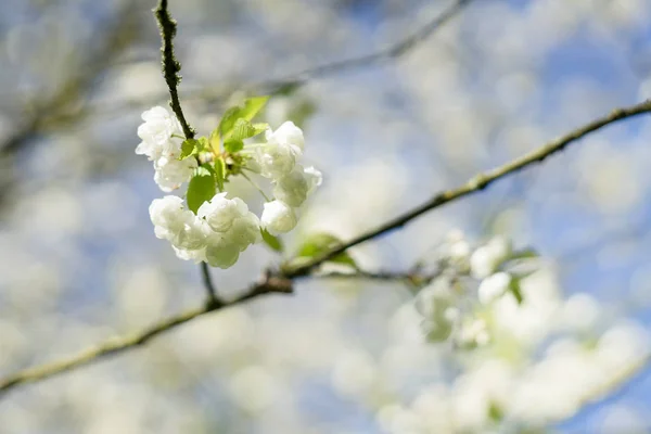 Flores Cerezo Blanco Primavera — Foto de Stock