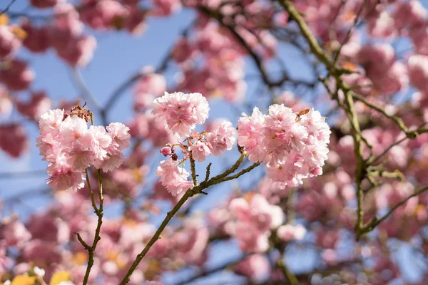 Flores Cerezo Rosa Primavera — Foto de Stock