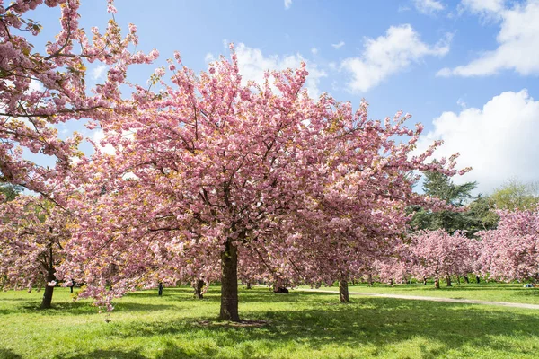 Rosarote Kirschblüten Frühling — Stockfoto