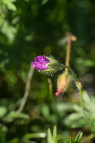 Macro Shot Geranium Robertianum Conocido Como Herb Robert Red Robin — Foto de Stock