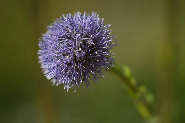 Cebolla Gigante Allium Giganteum Sol — Foto de Stock