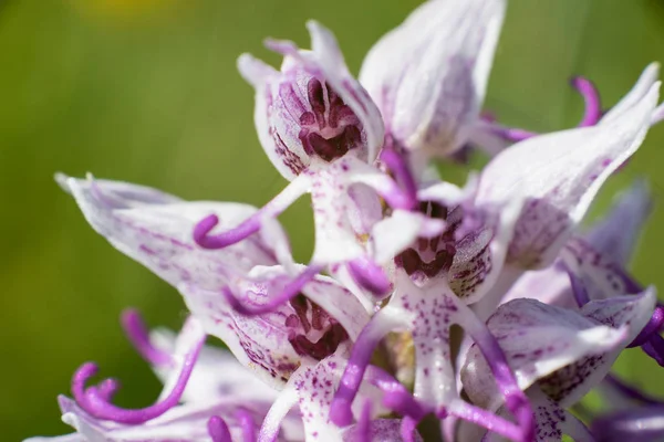 Makro Záběr Kobylka Květu Orchis Militaris Vojenská Orchideje Druh Orchidejí — Stock fotografie