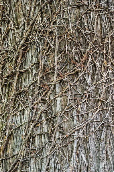 Brown Tree Bark Texture — Stock Photo, Image